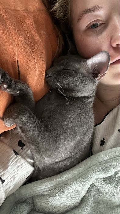 Кот сфинкс бесплатно