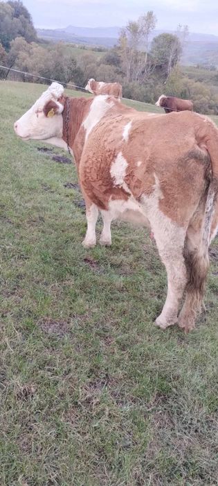 Vând vacă gestantă 8 -pe a 9 luna