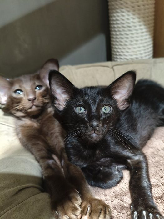 Ориентальноя девочка чёрная