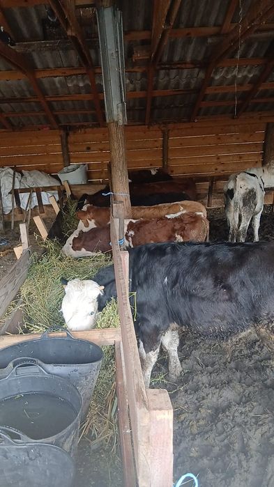 Tăurași de vanzare