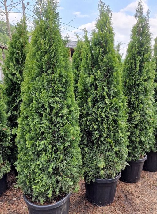 Tuia smaralgd  super pret , super calitate !