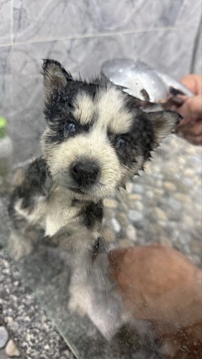 Сибирский хаски щенок