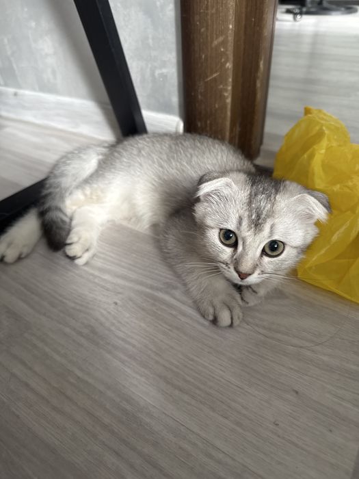 котята британские шиншиллы