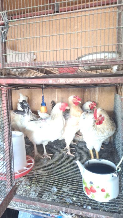 Куры домашние 8 месяцев