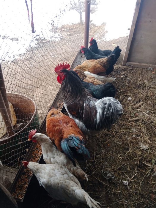 Продам куры с петухом