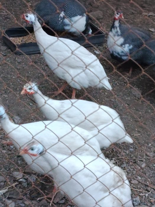 Продам цесарок разных пород
