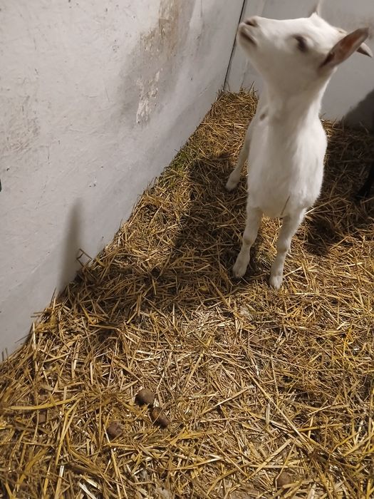 Ieduța Saanen de vanzare