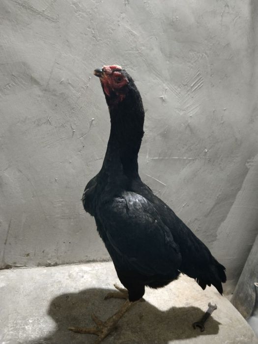 Dakan tovuq sotiladi