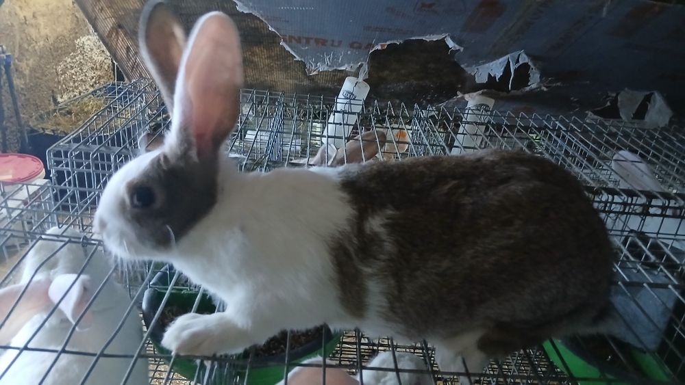 Mascul Hycol francez