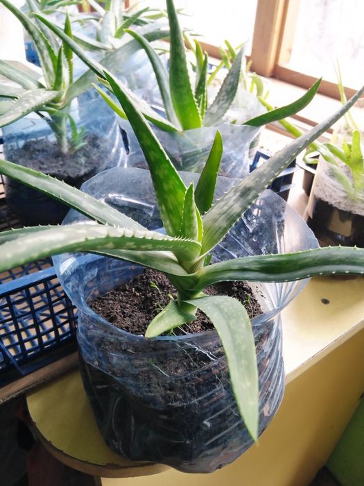 Лечебни Алое Вера и Дървовидно алое, Хлорофитум, Олиандър-лян