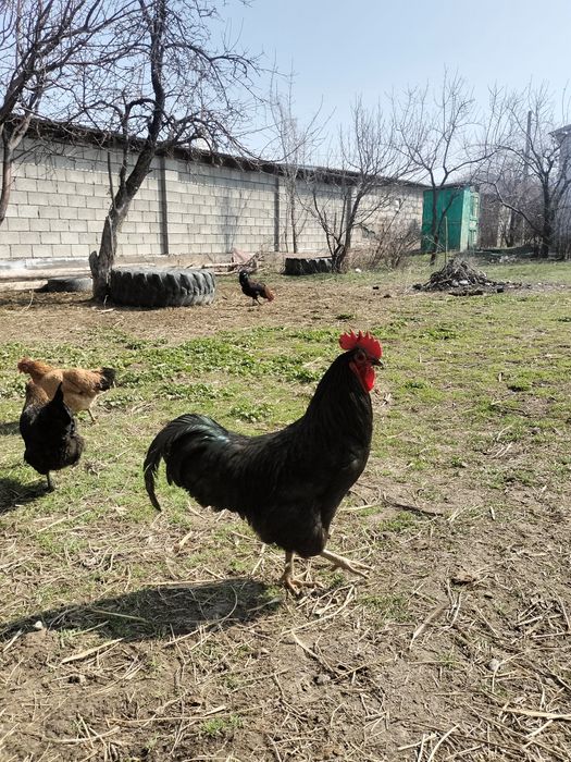 Қораз бір жылдық петух