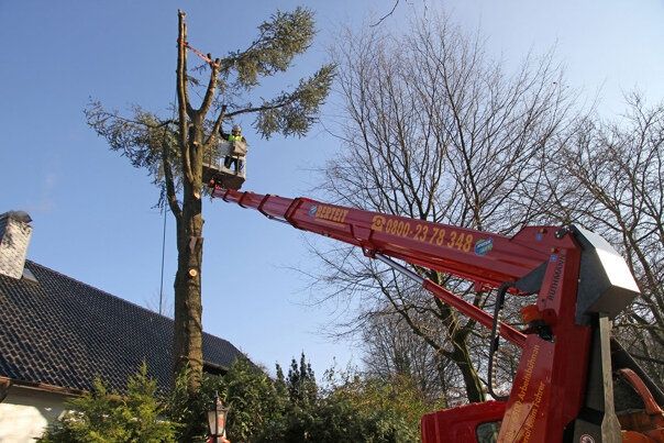 Спил деревьев подрезка