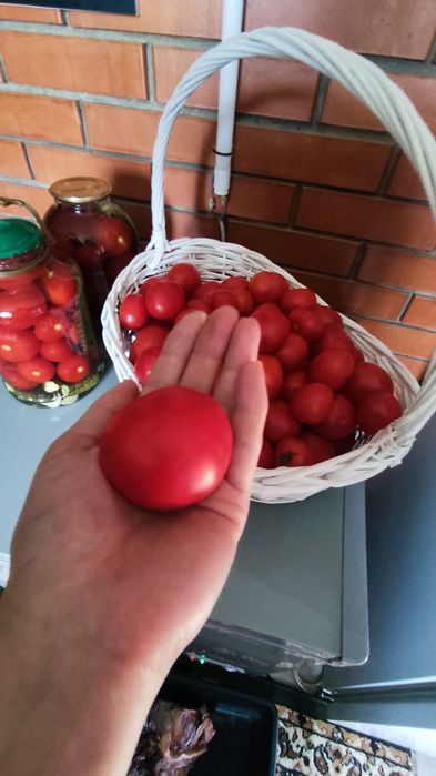 Домашние помидоры