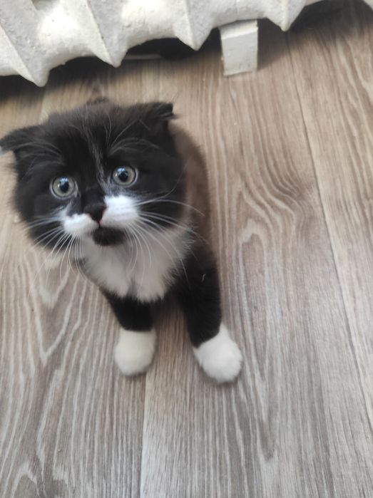 Котенок мальчик отдам