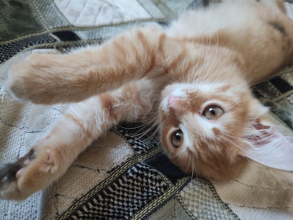 Отдам котёнка в добрые руки