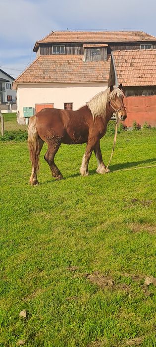 Vând mânz de 2 ani