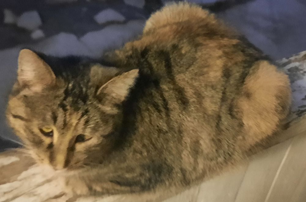 MUSHUKCHA SOTILADI kelishtirib  beramiz