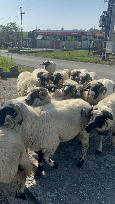 Berbeci brezi de vanzare