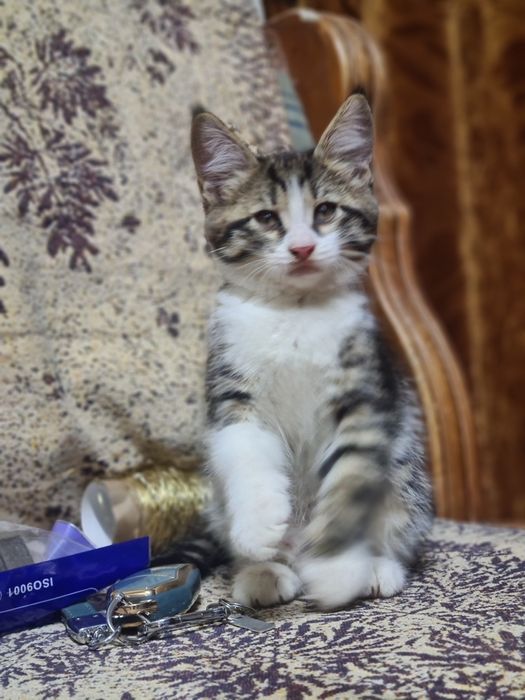 Мейн-кун бастары котята