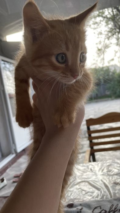 Котятя в добрые руки