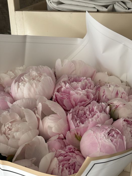 Пионы 25шт продам цветы