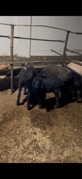 Ona bola qoylar sotiladi