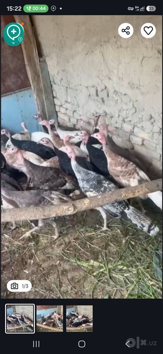 Kurkalar sotiladi damashni xammasi kelishilgan narxda hamma narsa yeyd