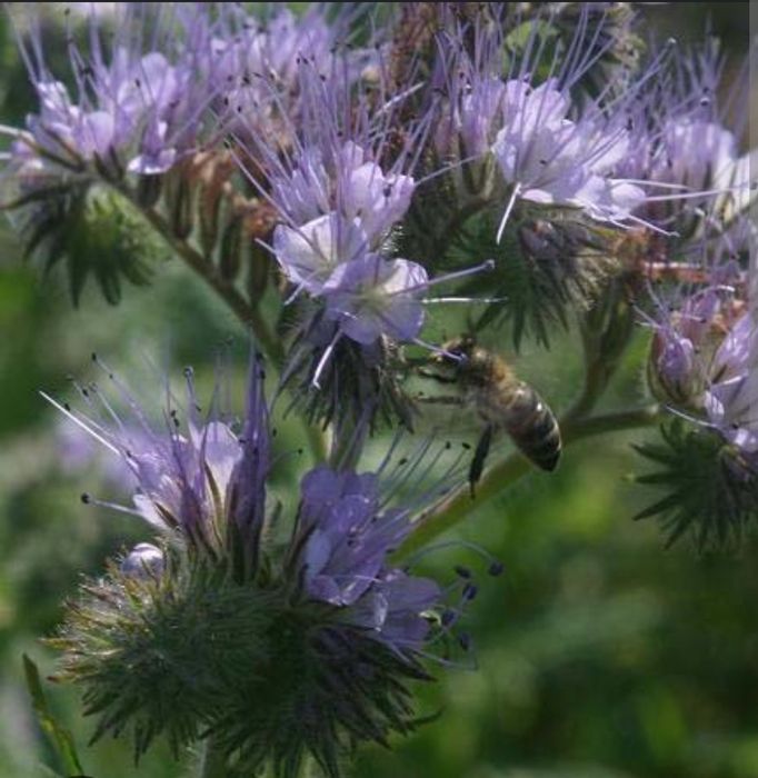 Горный Мёд разнотравье