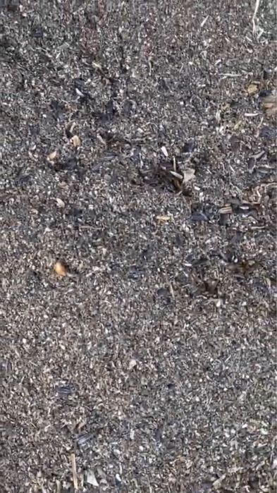 Зерноотход подсолнуха россыпью для откорма