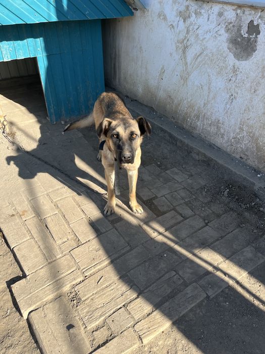 Ит тегін беріледі былтырғы күшік