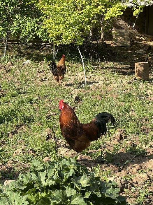 Петухи домашные