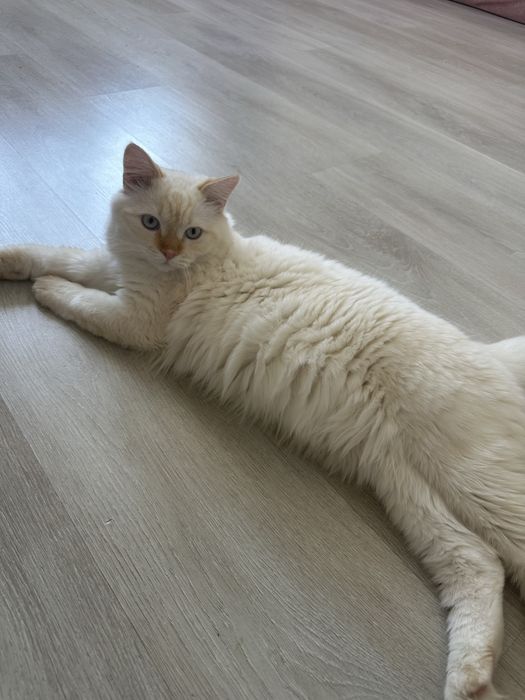 Кот белый со всеми вещами