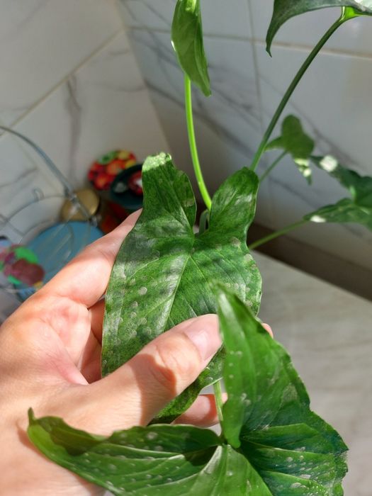 Сингониум Мотлед Мохито