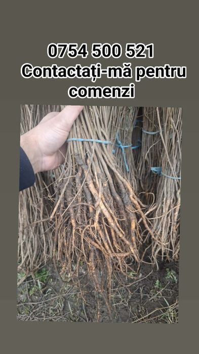 Puieți de salcâm la 30 bani