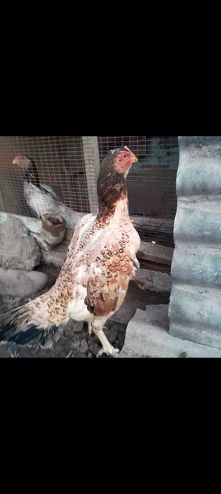 Тулак макйон сотилади