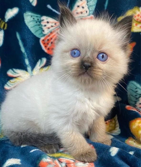 Ragdoll puiut femela