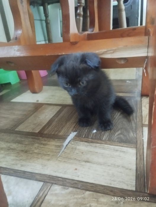 Продаются котята