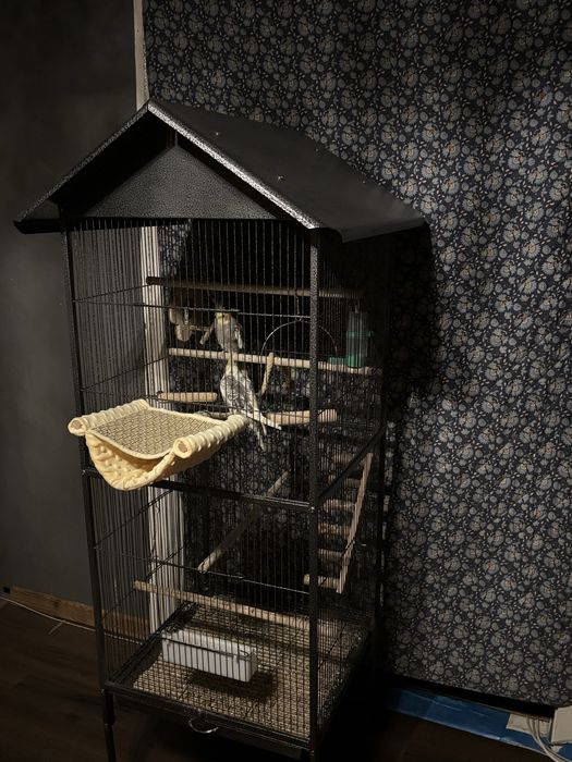 Pereche nimfee+cusca