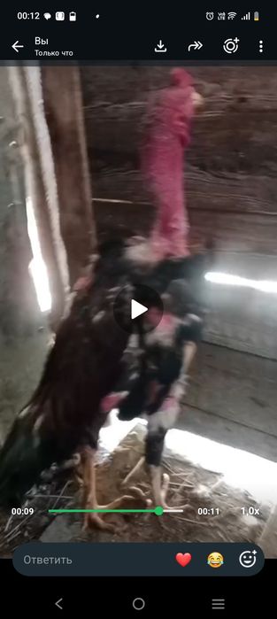Срочно продам дакана