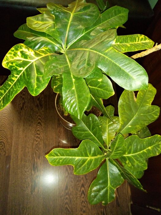 Традесканция,кротон,драцена фраганс,кливия,сенсевиера,красула,хибискус