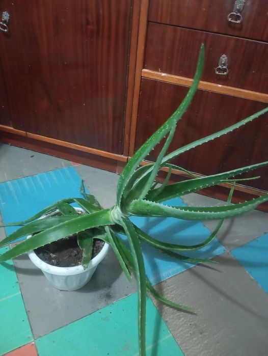 Продам Алое Вера Лечебный.