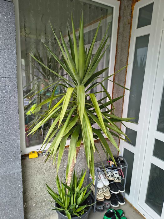 Van yucca și arbore de cauciuc ,diferite mărimi