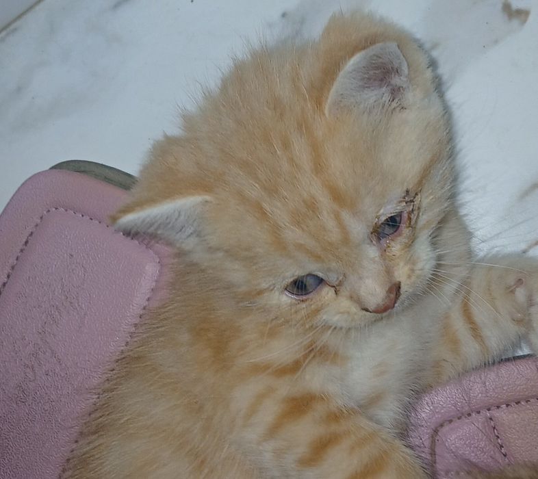Котенок даром в хорошие руки