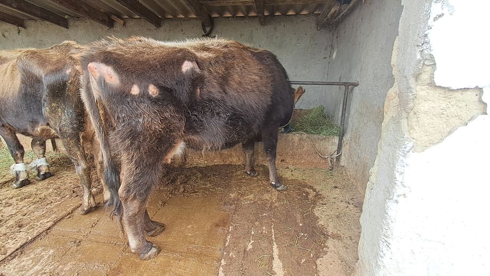 Сиыр сатылады...