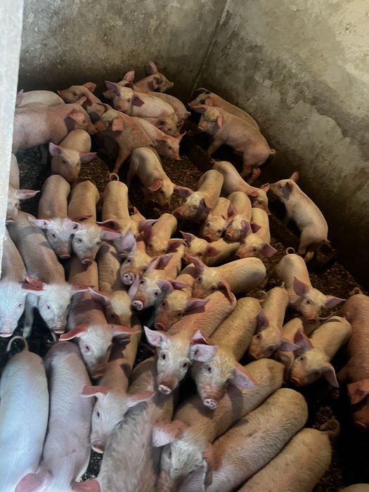 Продам курей Молодок Ломан Браун