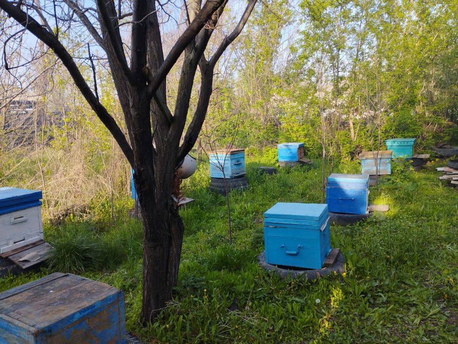 Продам пчел, прицеп