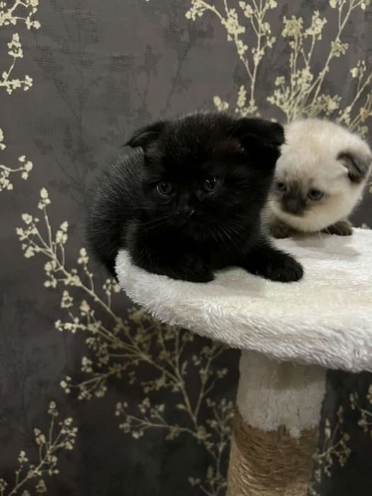 Золотая шиншилла.