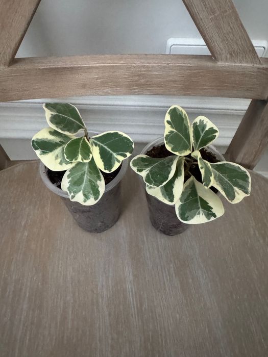 Фикус бенджамина Блэк Даймонд,гантель,эльдорадо,триангулярисвайтмарджи