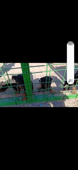 Шенки ИЯК 50 дней