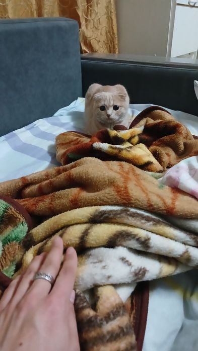 Отдам кота бесплатно